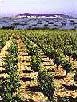 Picpoul de Pinet